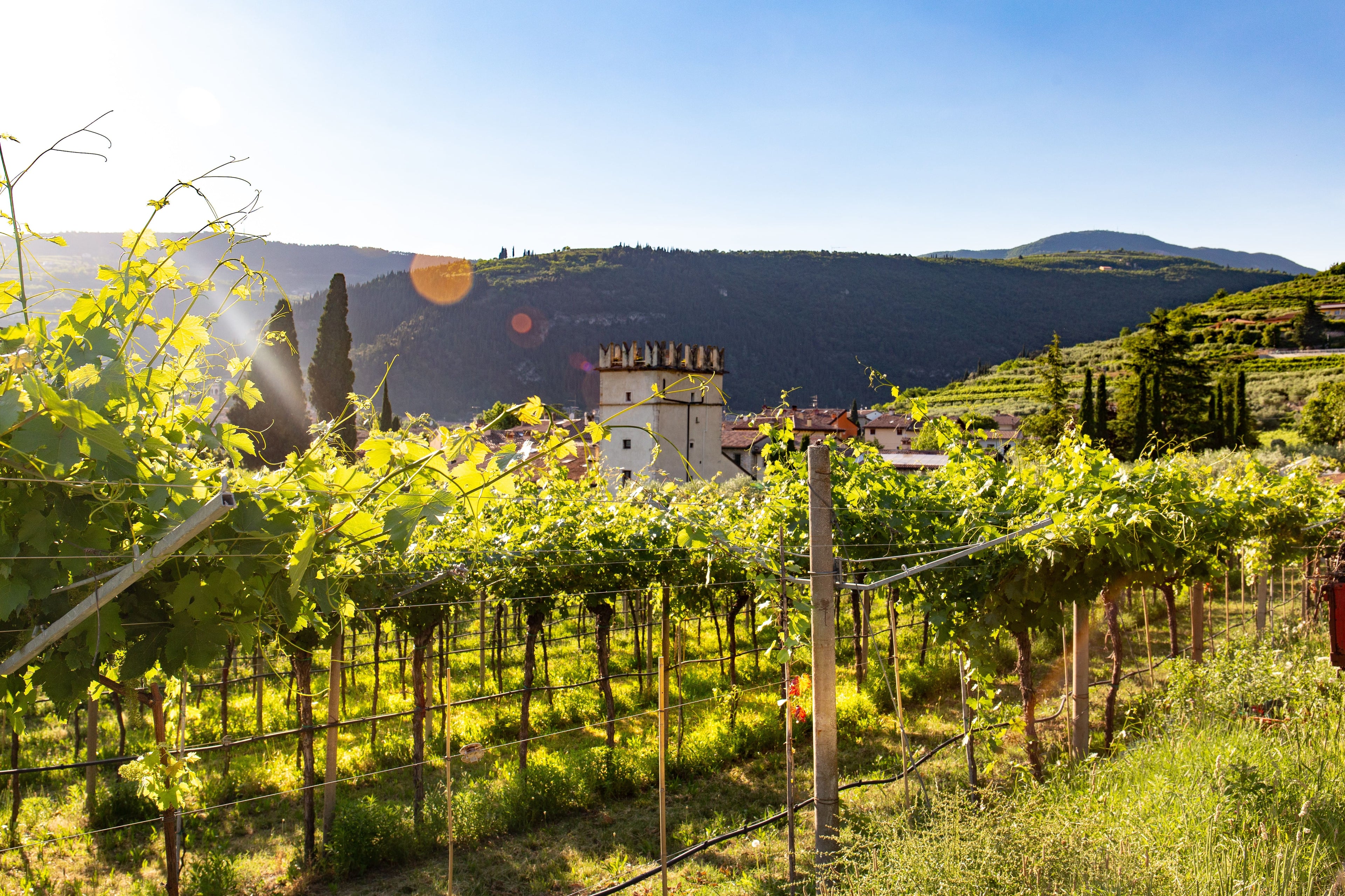 Berühmte Weine aus Italien