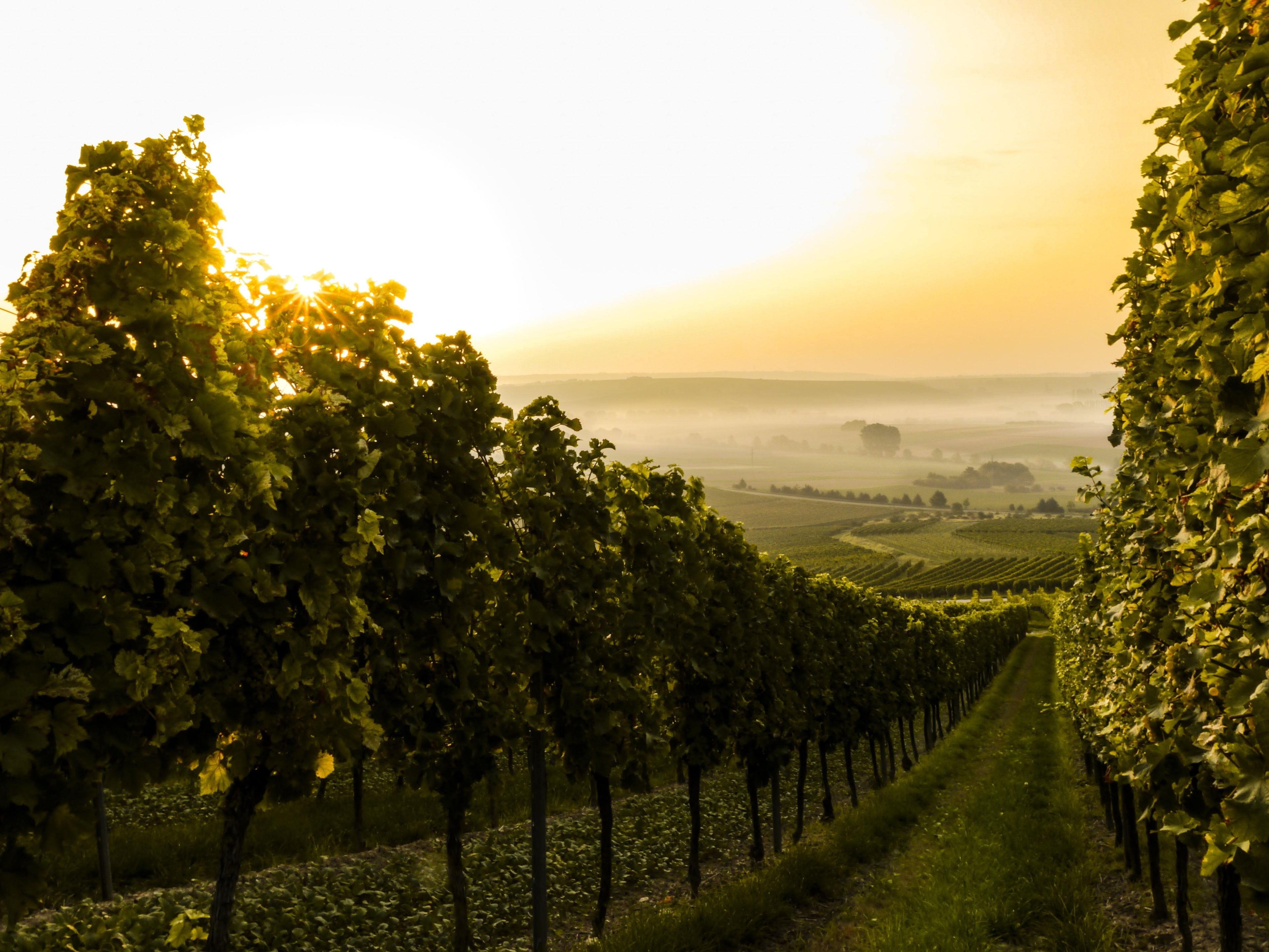 Weine aus Deutschland's schönsten Anbauregionen